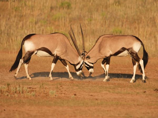 Sabi Sands and Kruger safari in South Africa
