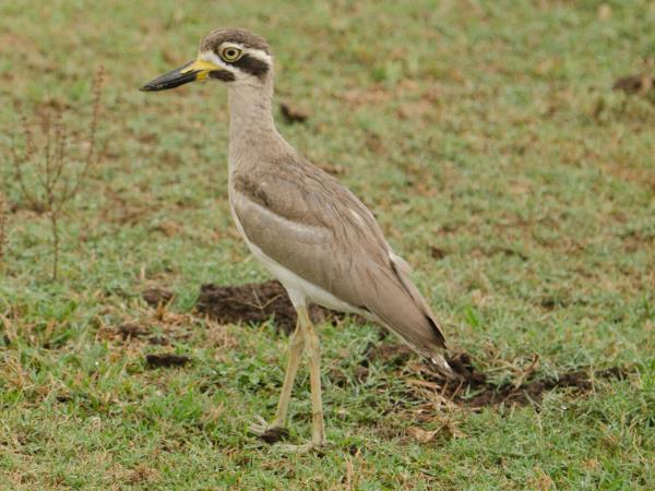India birding holiday in Chambal