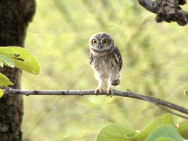 India birding holiday in Chambal
