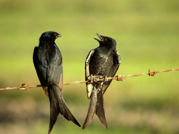 India birding holiday in Chambal