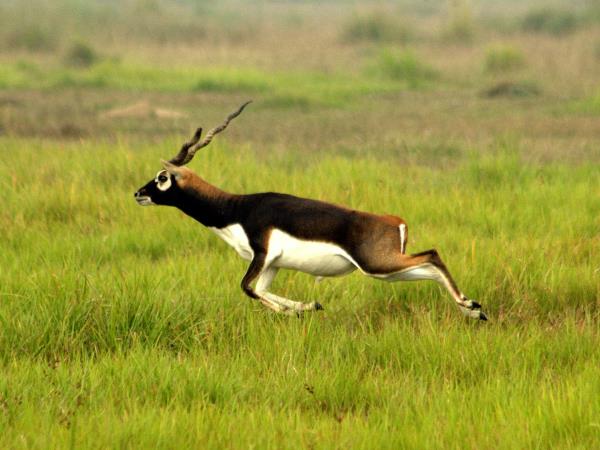 India birding holiday in Chambal