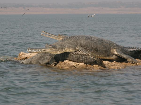 India birding holiday in Chambal