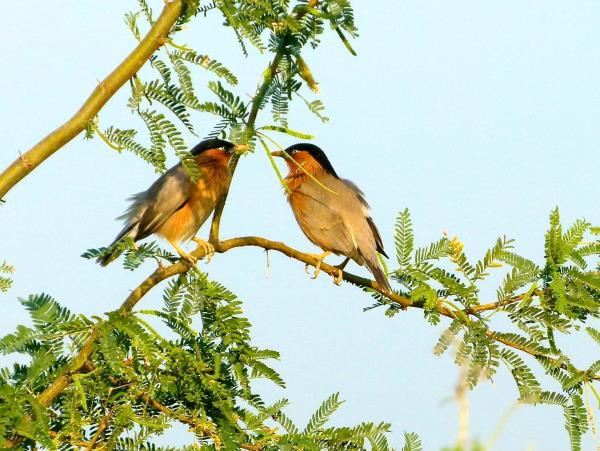 India birding holiday in Chambal
