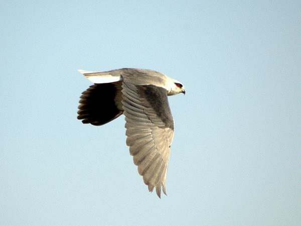 India birding holiday in Chambal