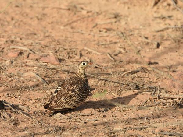 India birding holiday in Chambal