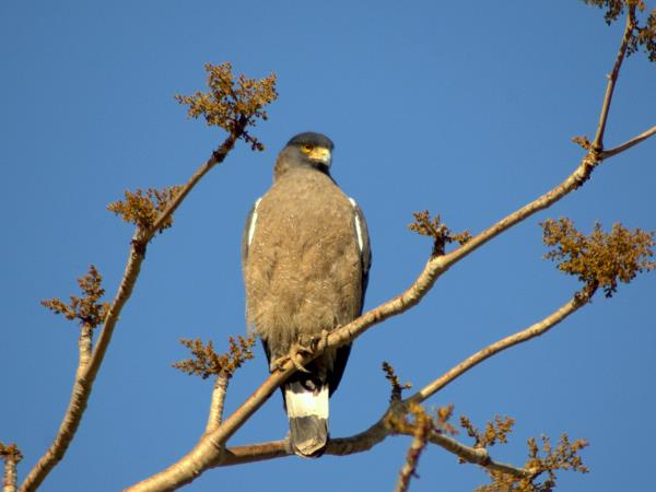 North India birding tour