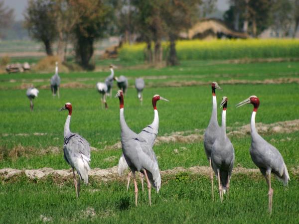 North India birding tour