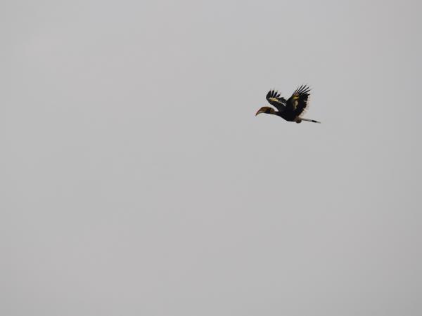 North India birding tour