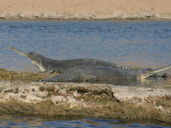 North India birding tour