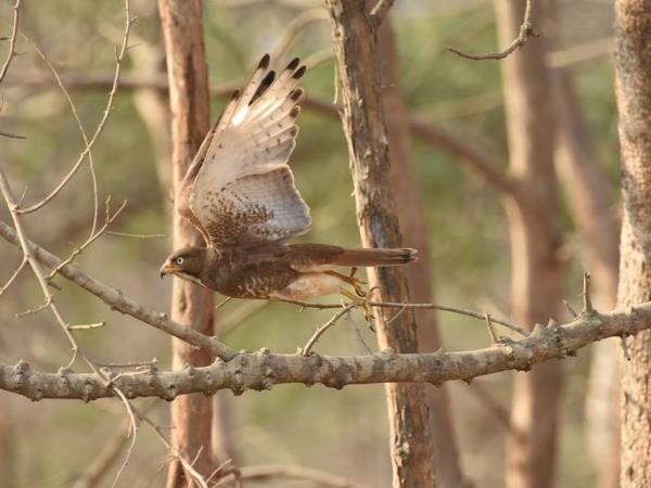 North India birding tour
