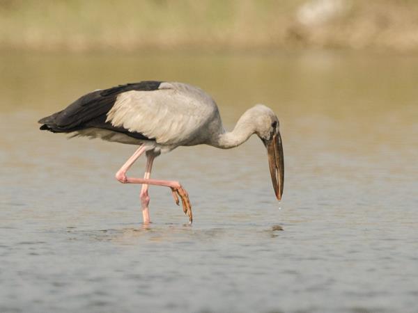 North India birding tour