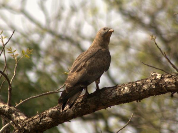 North India birding tour