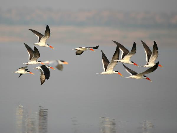 North India birding tour
