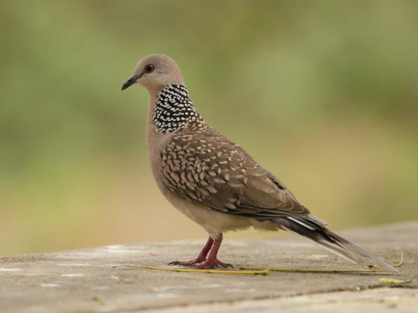 North India birding tour