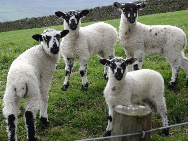 Yorkshire dales walking holiday, James Herriot Way