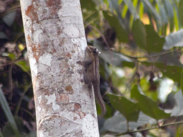 Nepal wildlife holiday, ultimate mammal safari