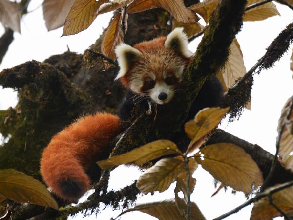 Nepal wildlife holiday, ultimate mammal safari