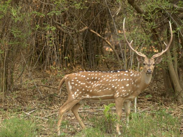 Nepal wildlife holiday, ultimate mammal safari