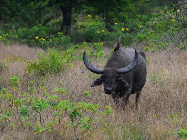 Nepal wildlife holiday, ultimate mammal safari