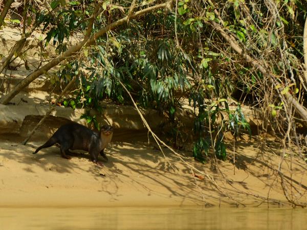 Nepal wildlife holiday, ultimate mammal safari