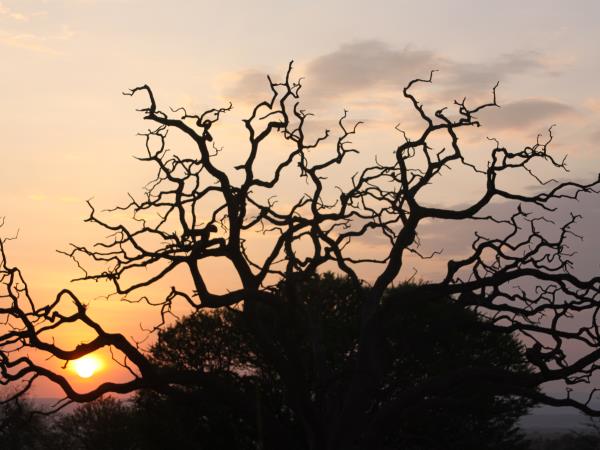 Dik Dik safari circuit holiday in Tanzania