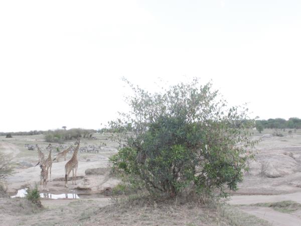 Dik Dik safari circuit holiday in Tanzania