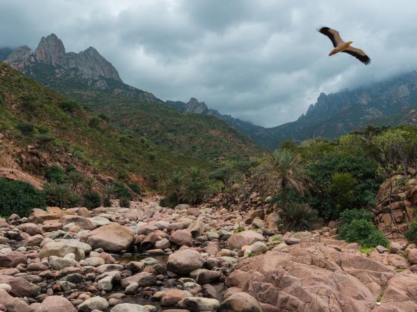 Socotra photography tour