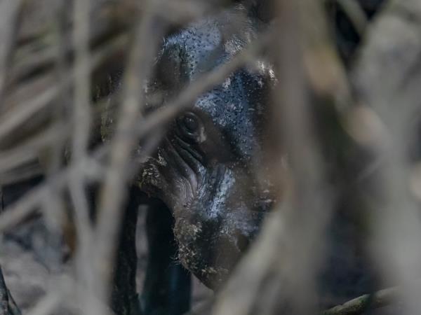 Ivory Coast wildlife holiday, pygmy hippo expedition