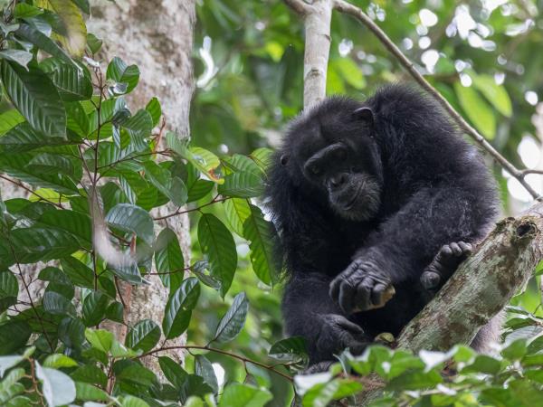 Ivory Coast wildlife holiday, pygmy hippo expedition