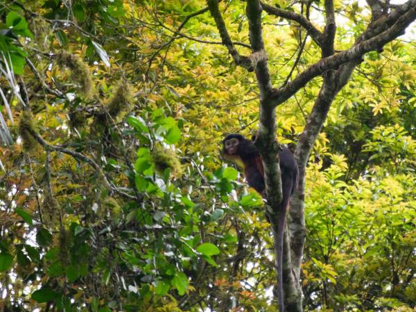 Ivory Coast wildlife holiday, pygmy hippo expedition