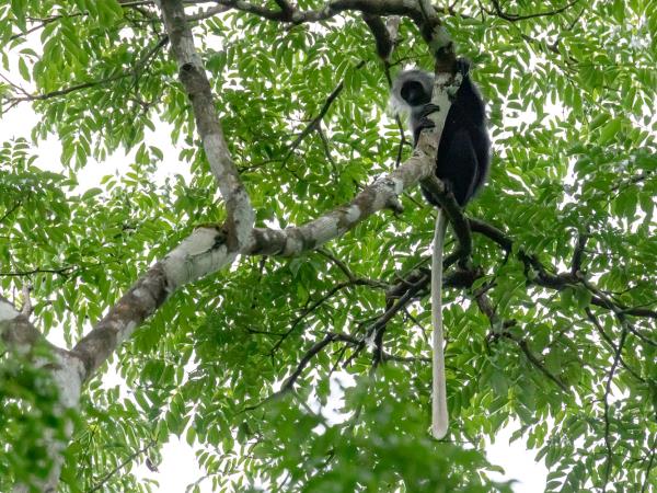 Ivory Coast wildlife holiday, pygmy hippo expedition