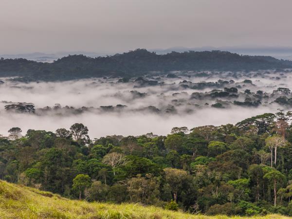 Ivory Coast wildlife holiday, pygmy hippo expedition
