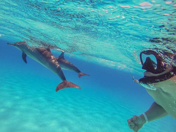 Whales and wildlife tour in Tahiti