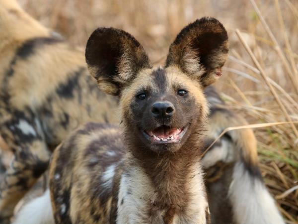 Mozambique wildlife safari in Gorongosa National Park