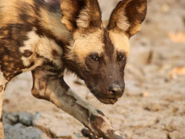 Mozambique wildlife safari in Gorongosa National Park