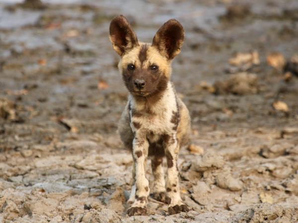 Mozambique wildlife safari in Gorongosa National Park