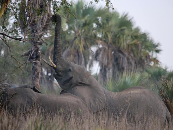 Mozambique wildlife safari in Gorongosa National Park
