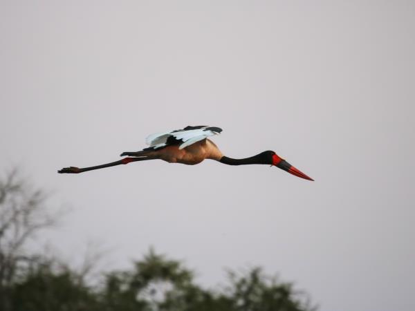 Mozambique wildlife safari in Gorongosa National Park