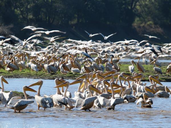 Mozambique wildlife safari in Gorongosa National Park