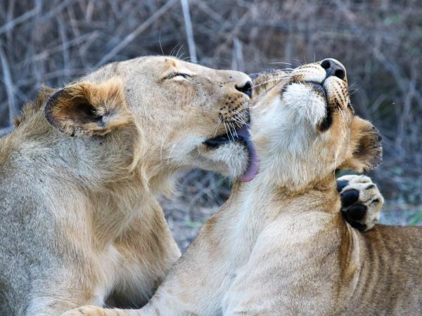 Mozambique wildlife safari in Gorongosa National Park