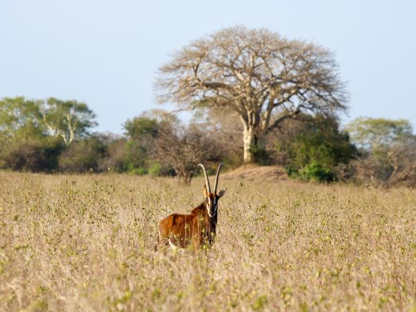 Mozambique wildlife safari in Gorongosa National Park