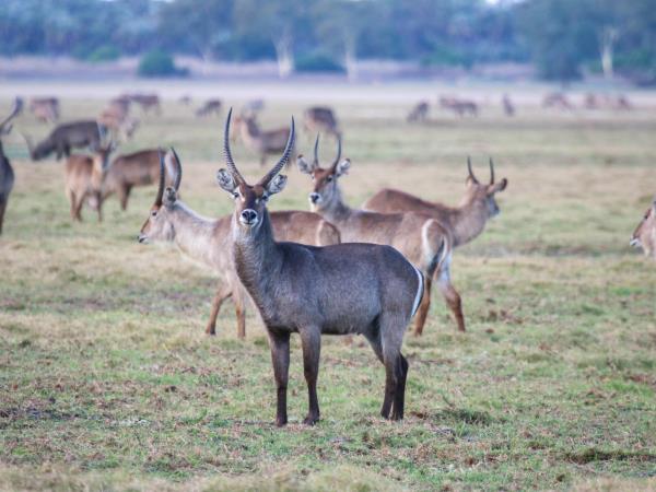 Mozambique wildlife safari in Gorongosa National Park