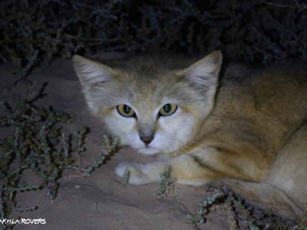 Western Sahara wildlife holiday