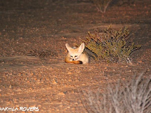 Western Sahara wildlife holiday