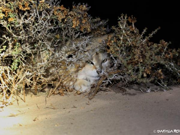 Western Sahara wildlife holiday