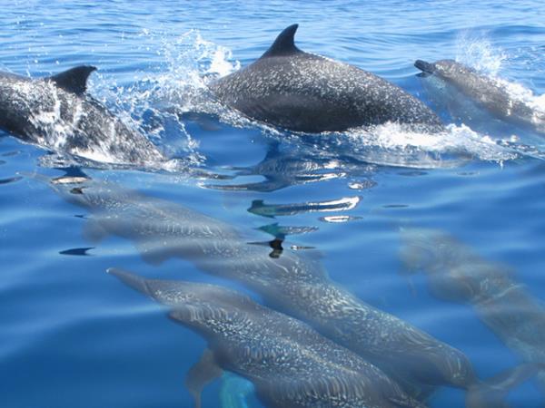 Costa Rica adventure tour, Forests & Shores
