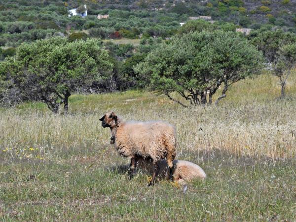 Kythera. Greek island walking holiday