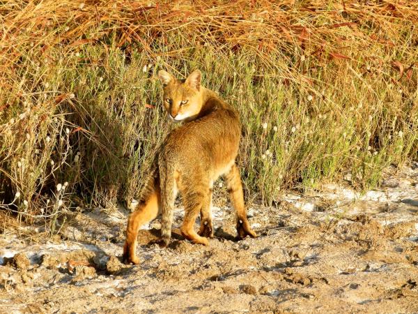 Nepal Terai wildlife safari
