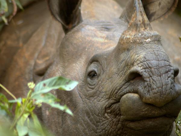 Nepal Terai wildlife safari