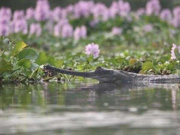 Nepal Terai wildlife safari
